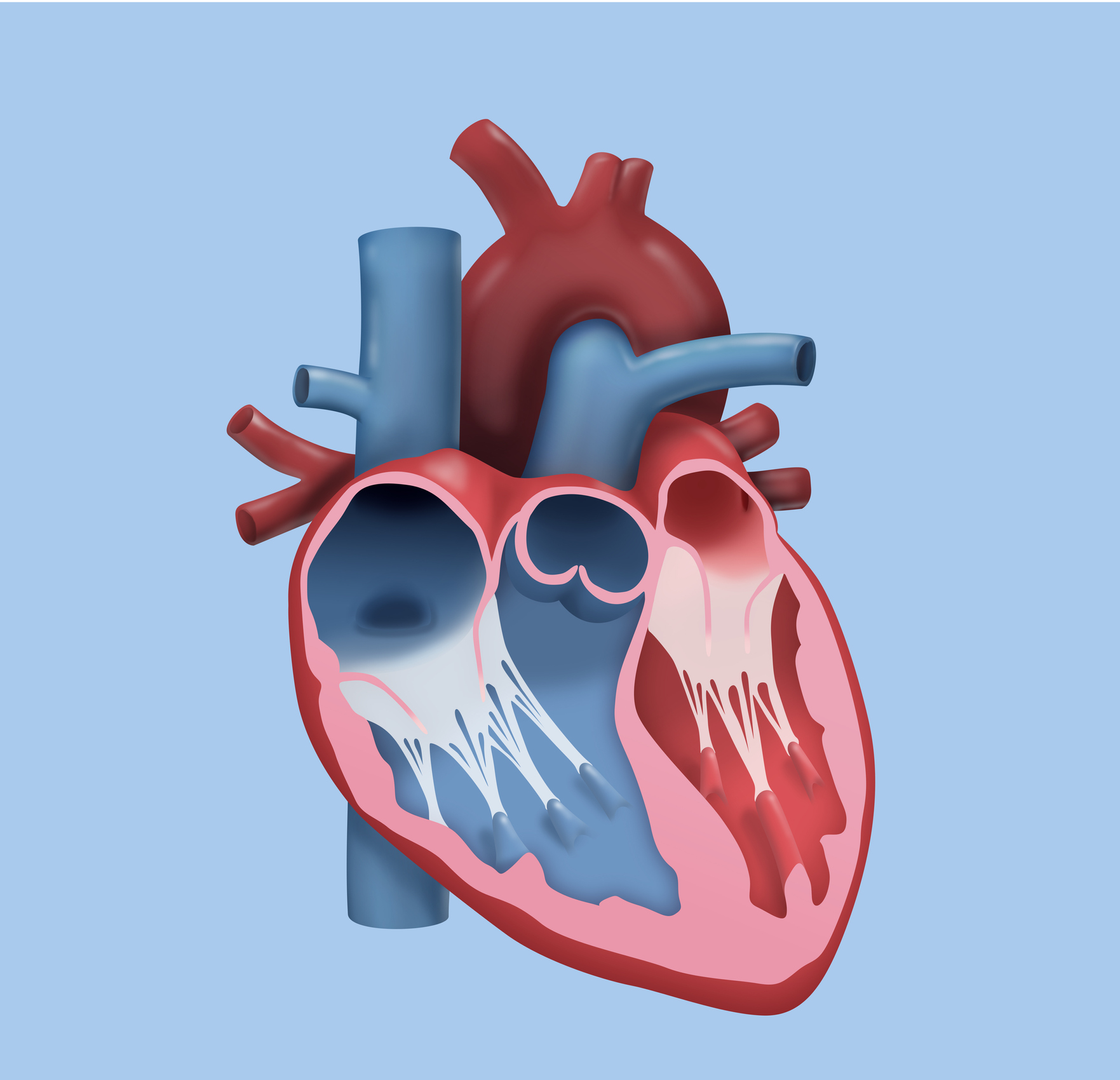 Human Heart – Detailed Design