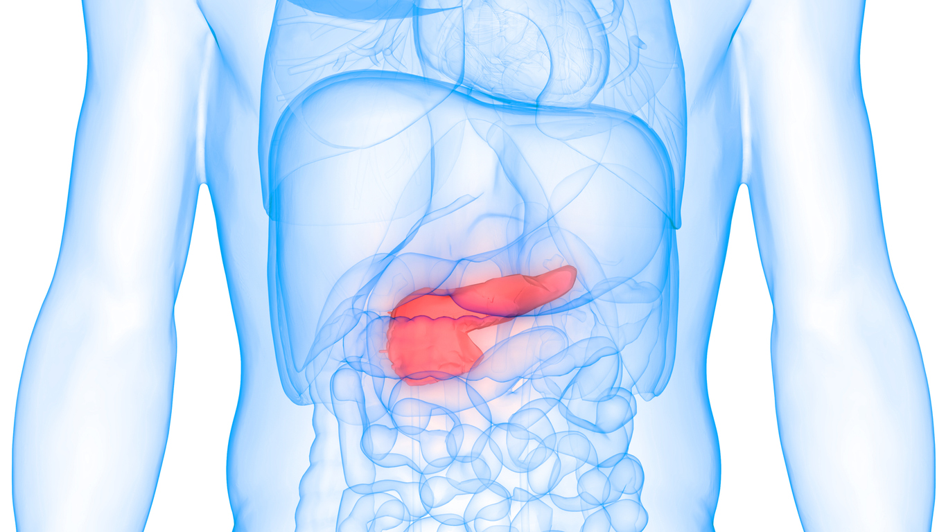 3D illustration of human body highlighting pancreas