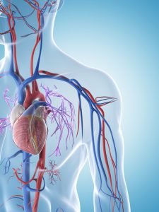 Depiction of arteries, veins and heart.