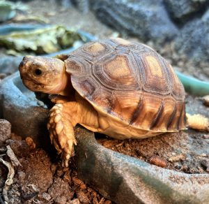 Photo of Tortoise named Humphrey, whom volunteer Alyce Glazer named after her thoracic surgeon, Dr. Sterling Humphrey.