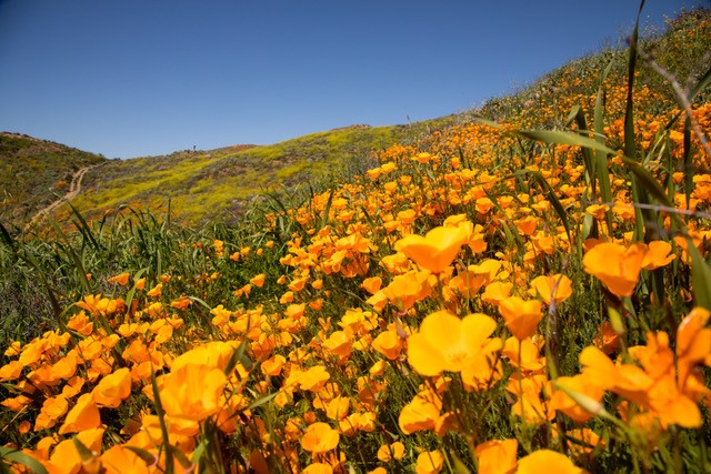 Field of bright orange California poppies