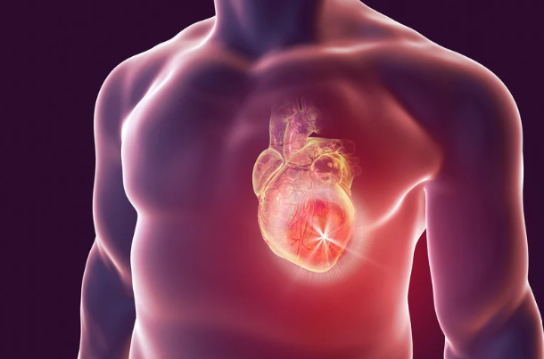 Computer image of heart in man's chest
