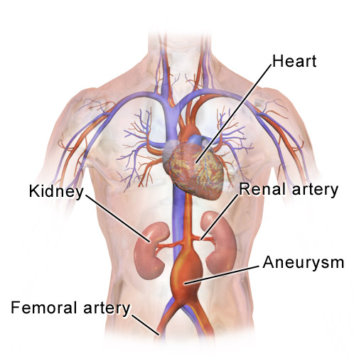 A graphic of the human anatomy